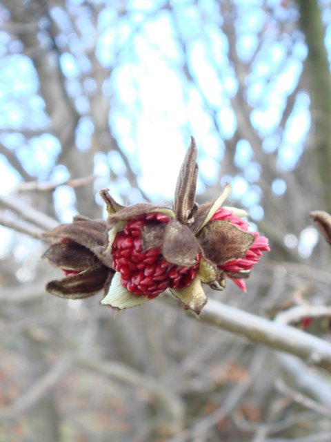 Parrotia persica bouton